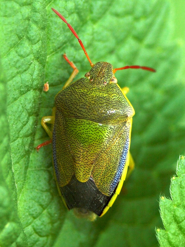 Pentatomidae: Piezodorus lituratus del Veneto (TV)